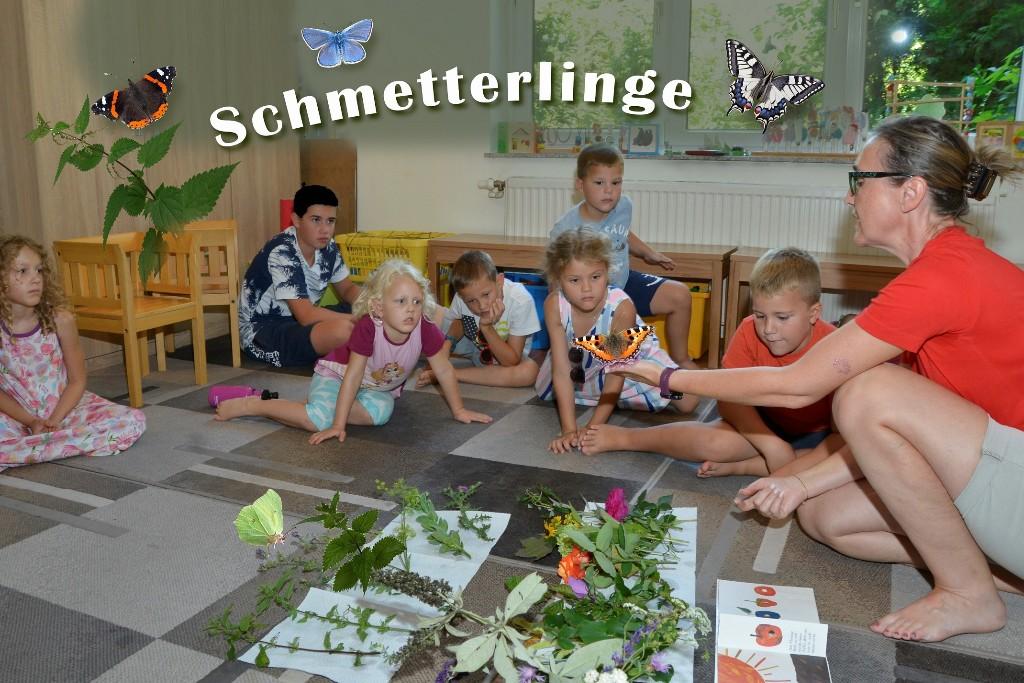 Schmetterlinge TN